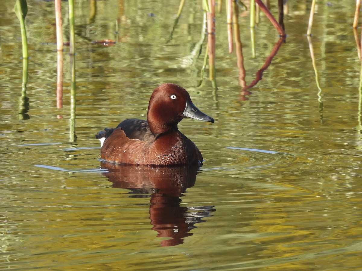 Ferruginous Duck - ML644322891