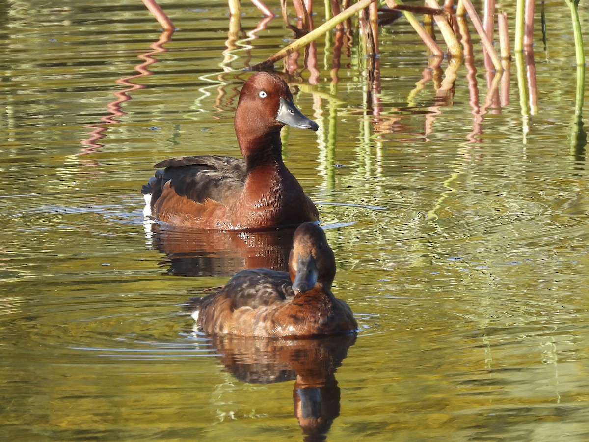 Ferruginous Duck - ML644322892