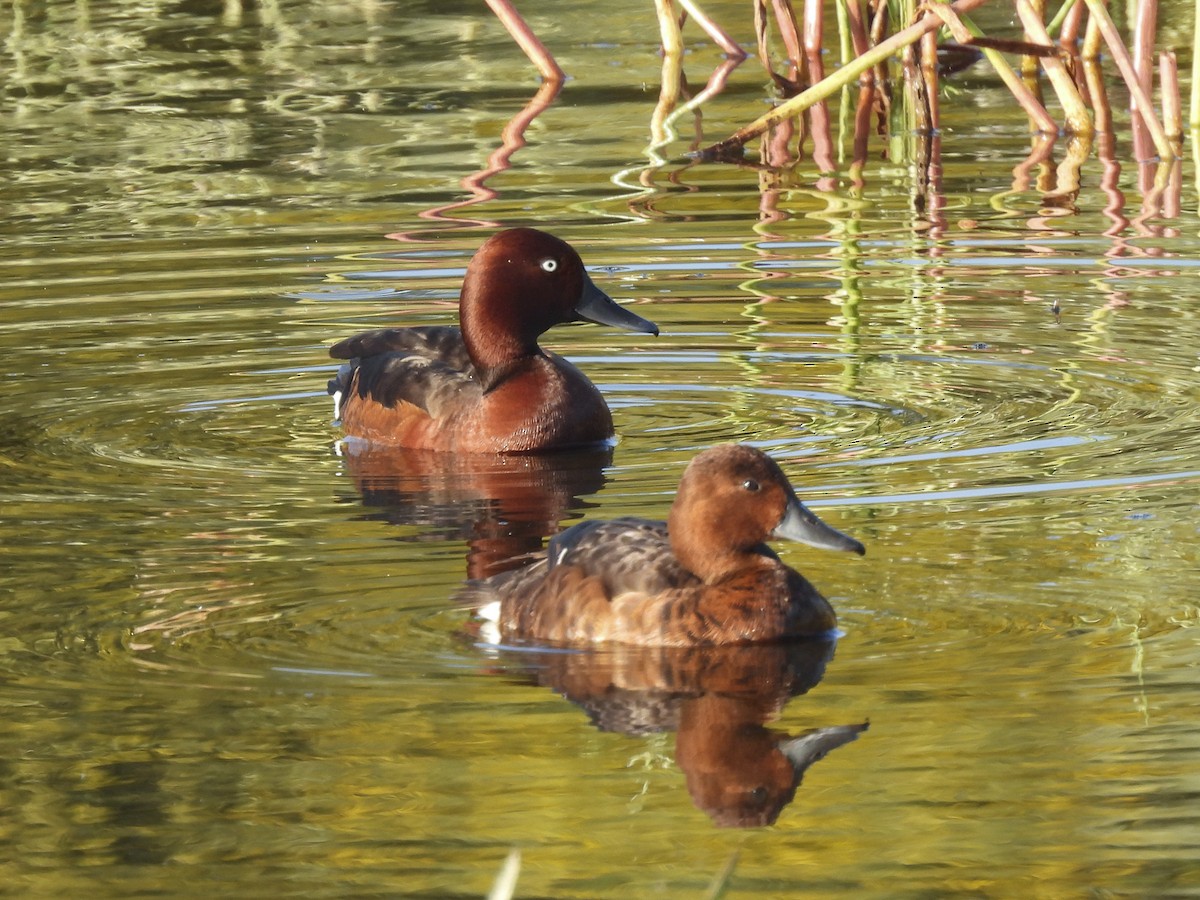 Ferruginous Duck - ML644322893