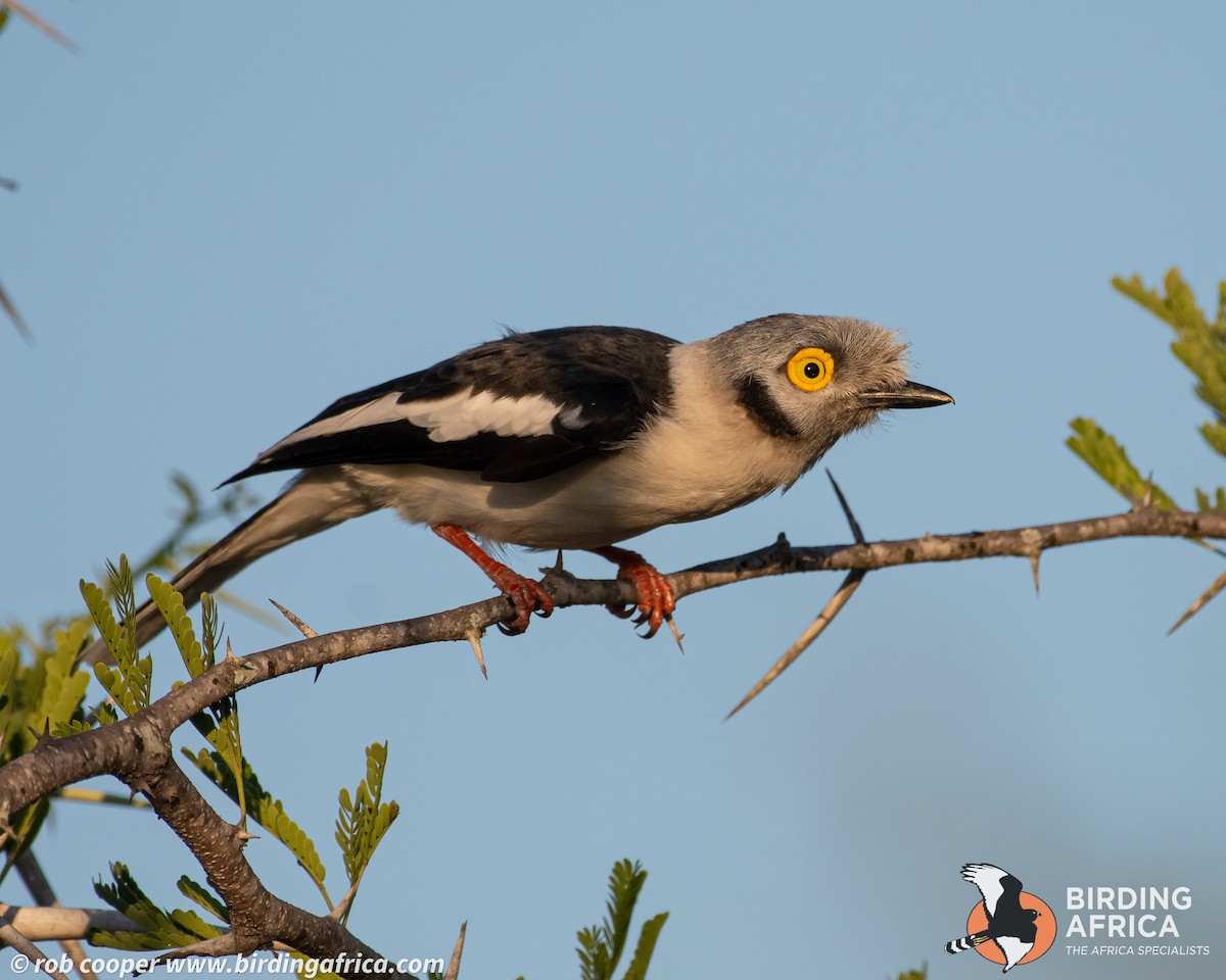 White-crested Helmetshrike - ML644322895