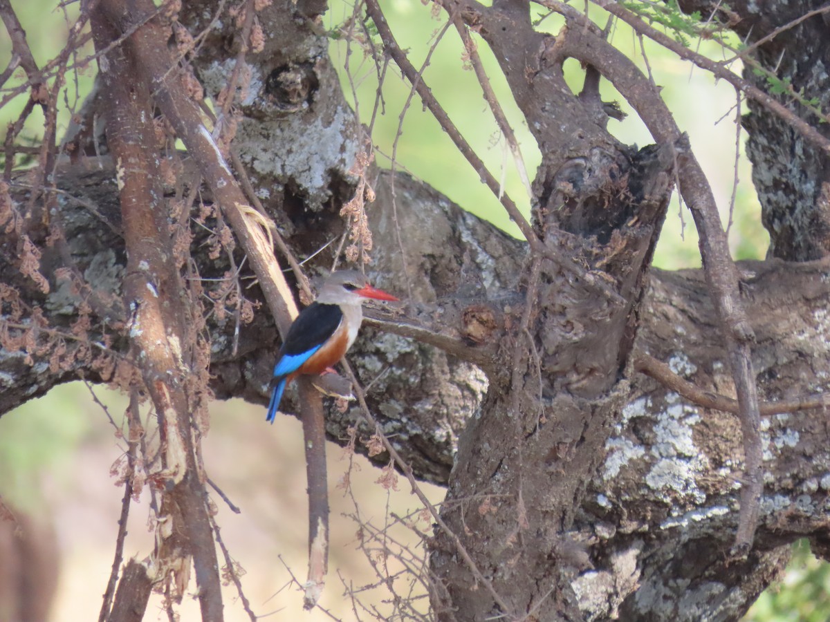 Gray-headed Kingfisher - ML644322901