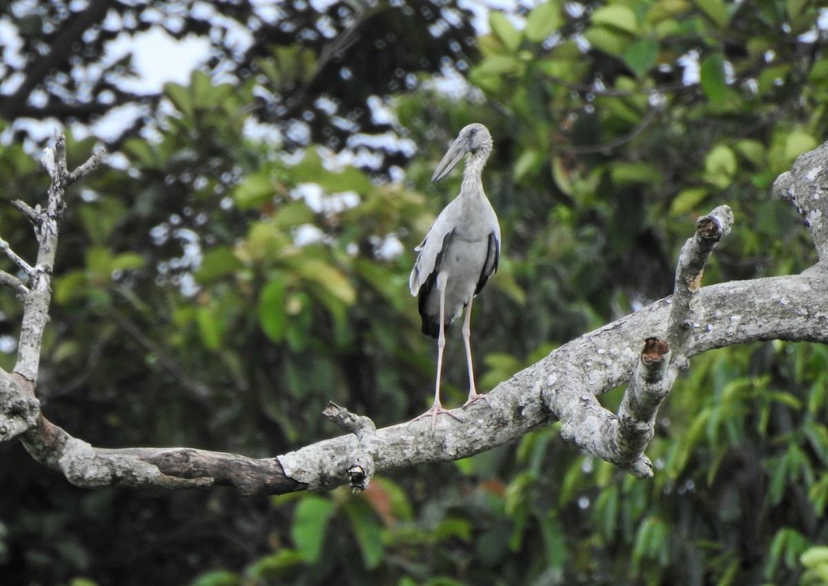 Bec-ouvert indien - ML644322912