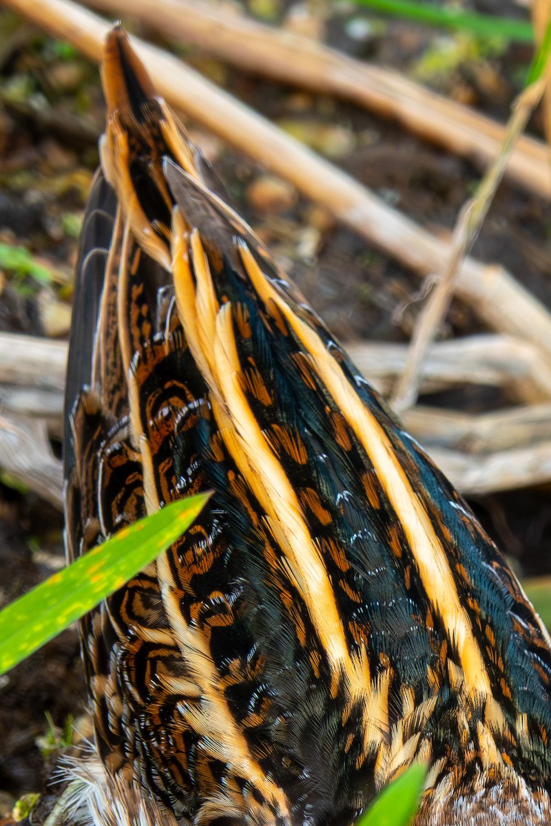 Frullino - ML644322913