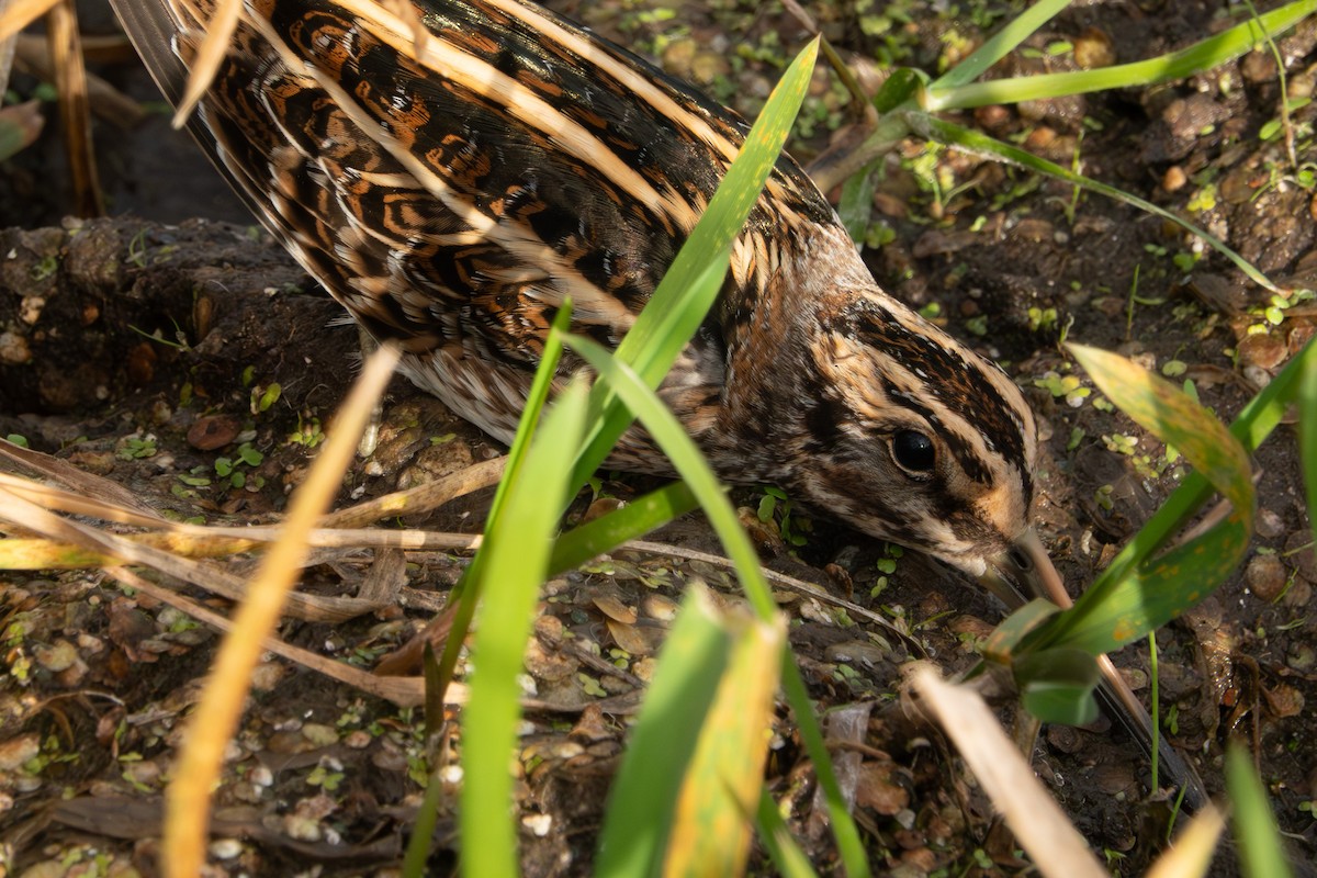 Frullino - ML644322914