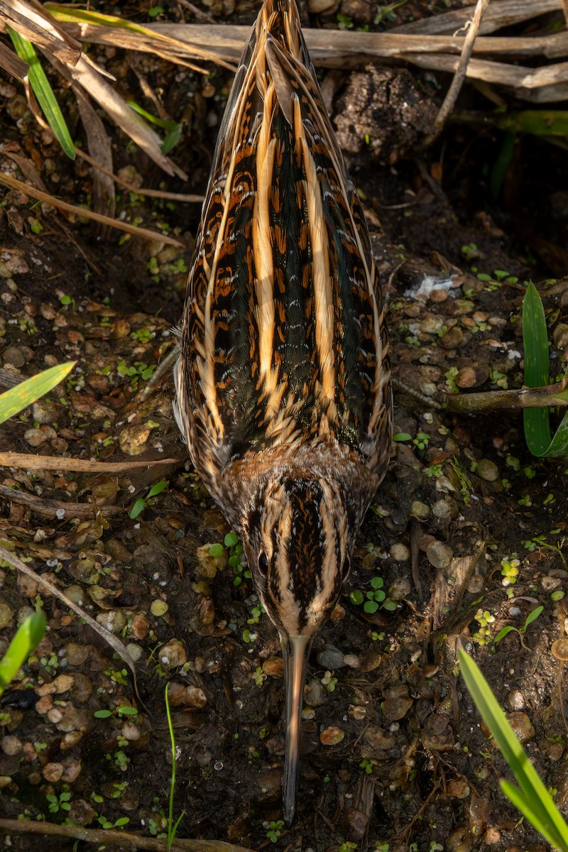 Frullino - ML644322915