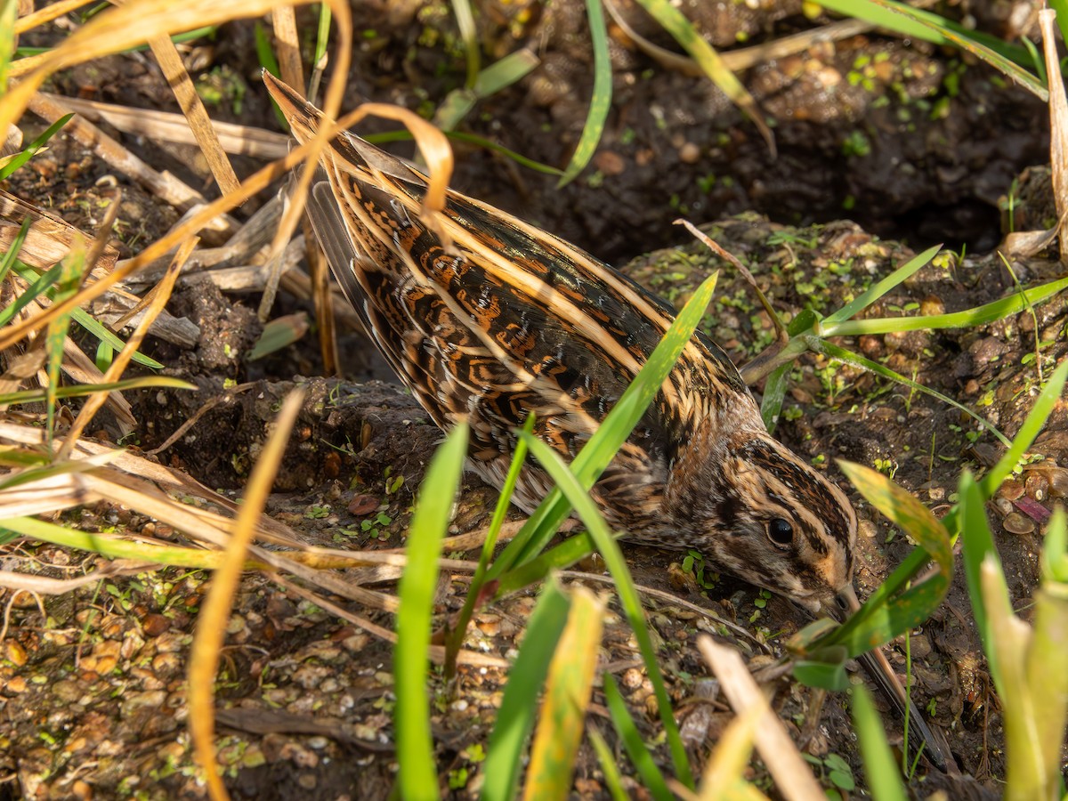 Frullino - ML644322916