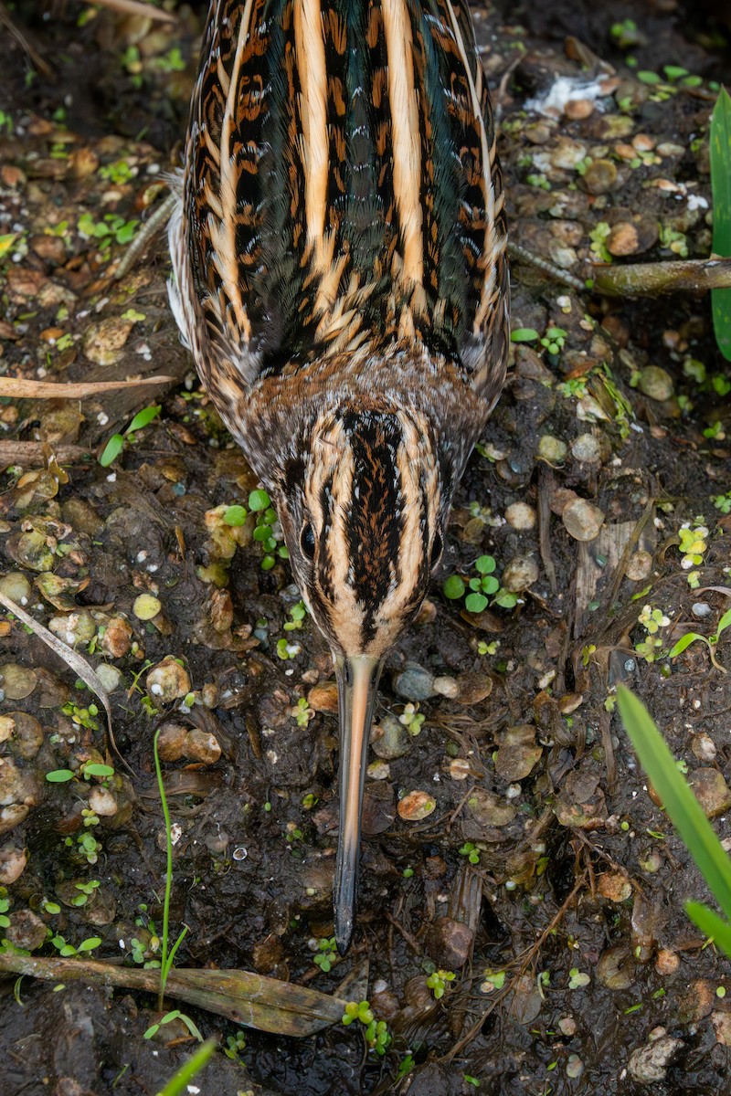 Frullino - ML644322918