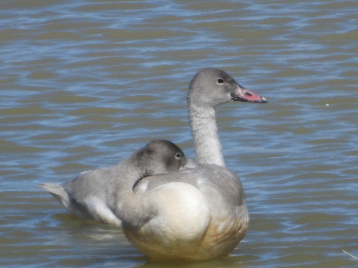 Гунгар хун - ML644322927