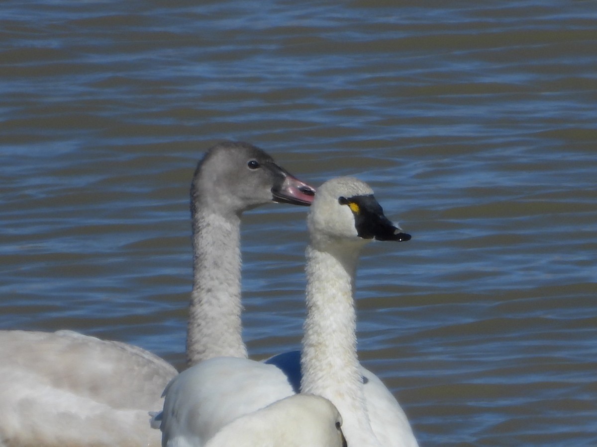 Гунгар хун - ML644322928