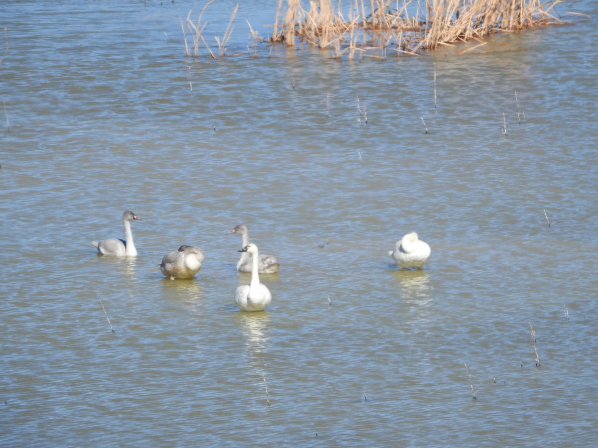 Гунгар хун - ML644322929