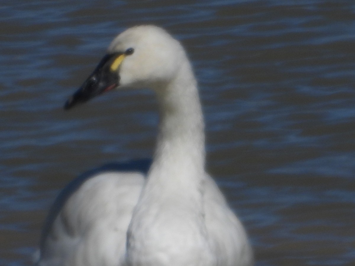 Гунгар хун - ML644322930