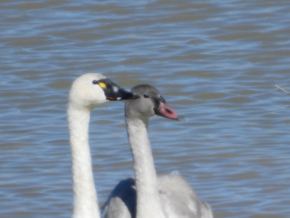 Гунгар хун - ML644322931