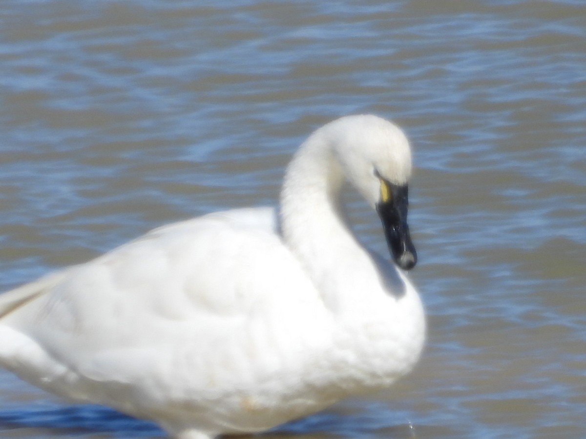 Гунгар хун - ML644322932