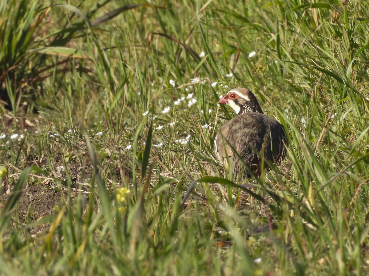 Red-legged Partridge - ML644322946