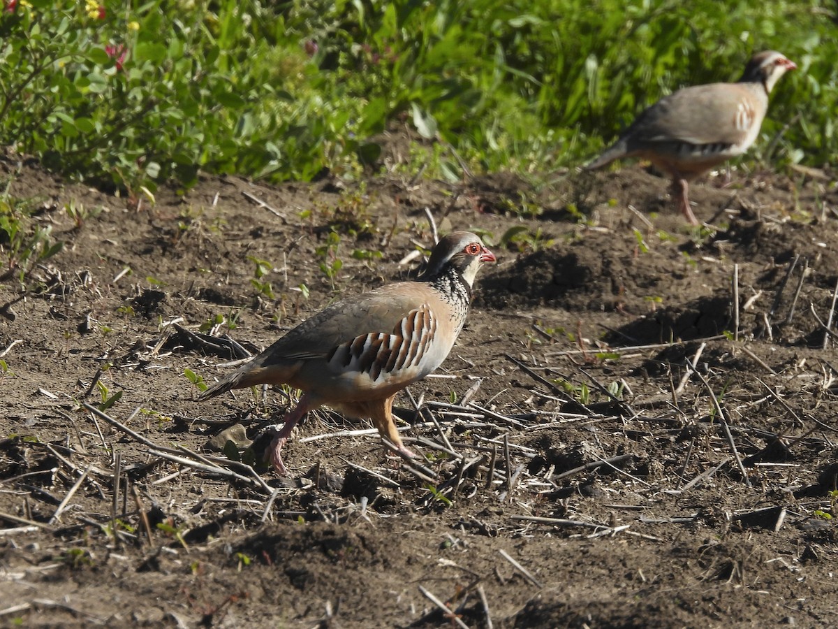 Red-legged Partridge - ML644322947