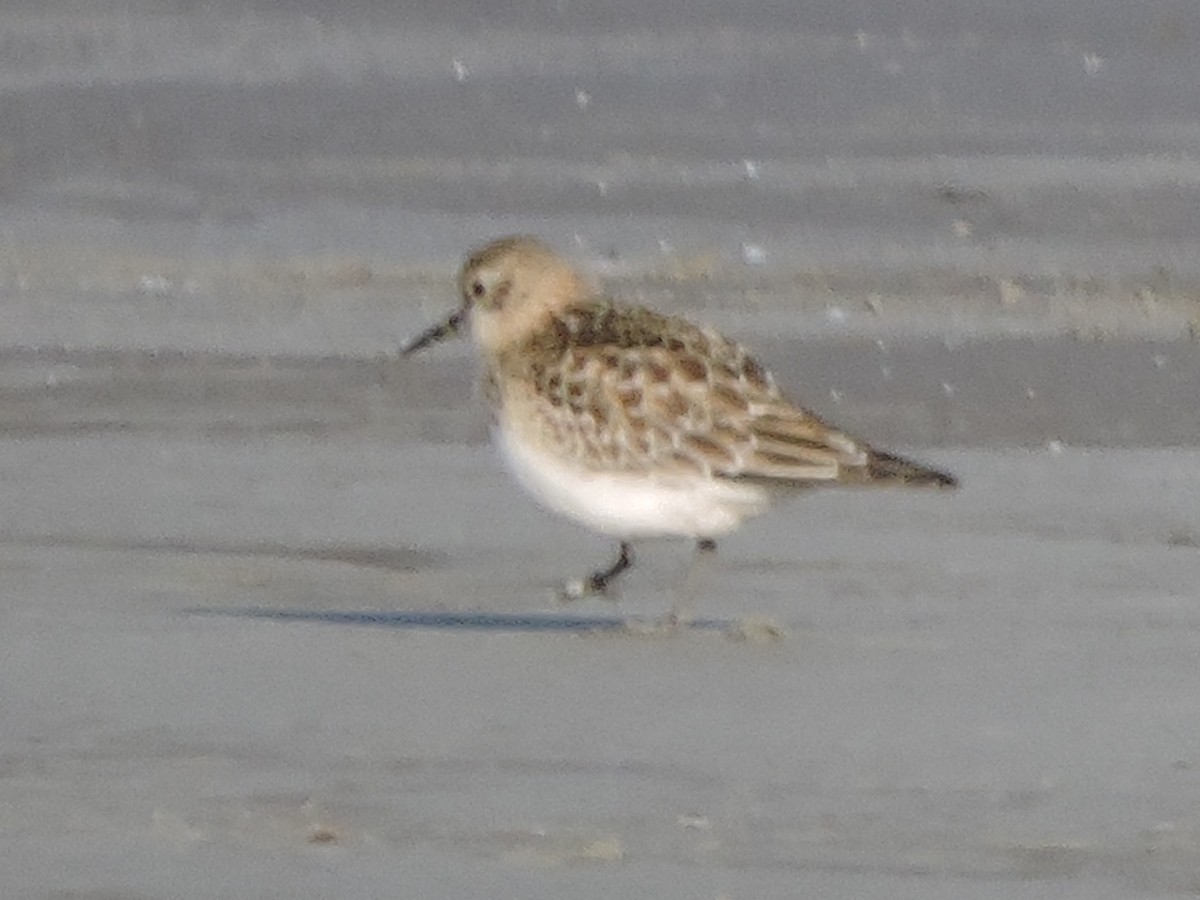 Baird's Sandpiper - ML644322948