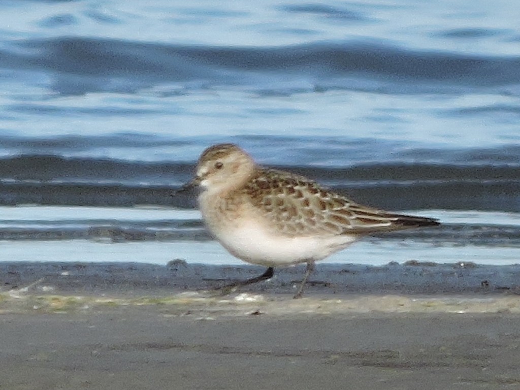 Baird's Sandpiper - ML644322949
