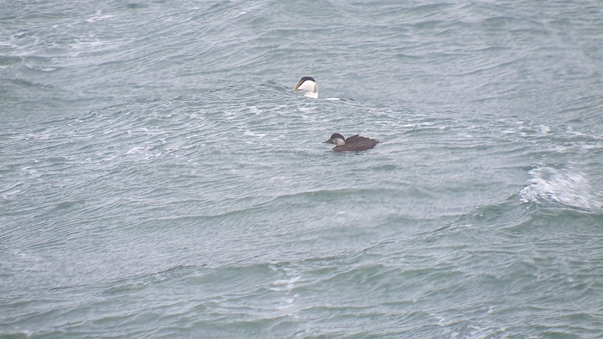 turpan černý - ML644322957