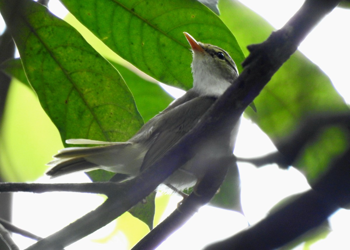 Arctic Warbler - ML644322963