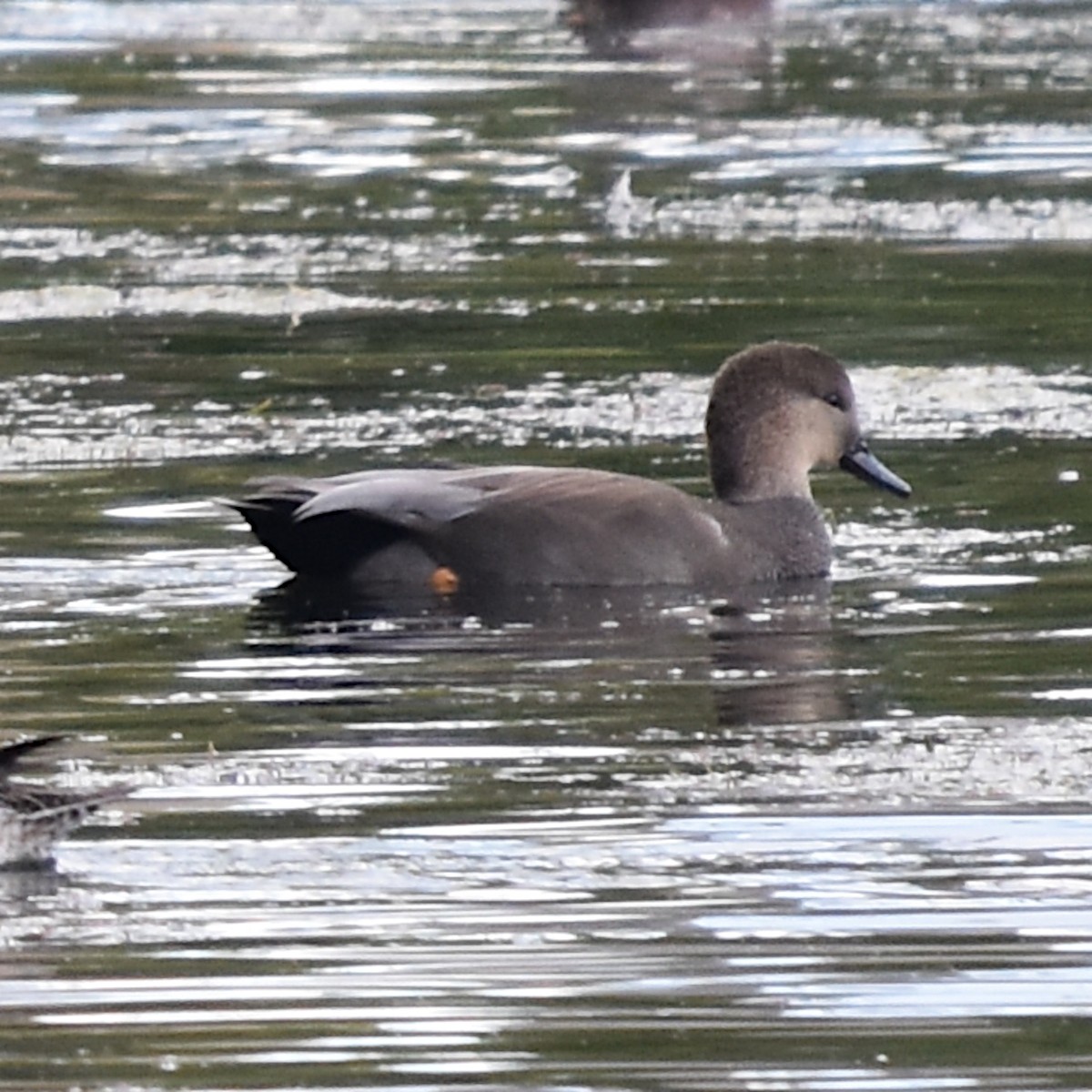 Ipar-ahatea - ML644322968