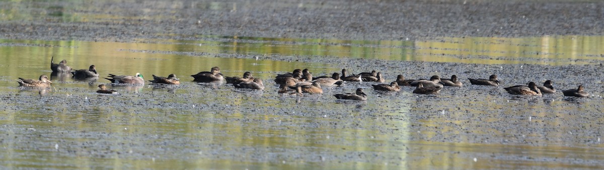 Ipar-ahatea - ML644322975