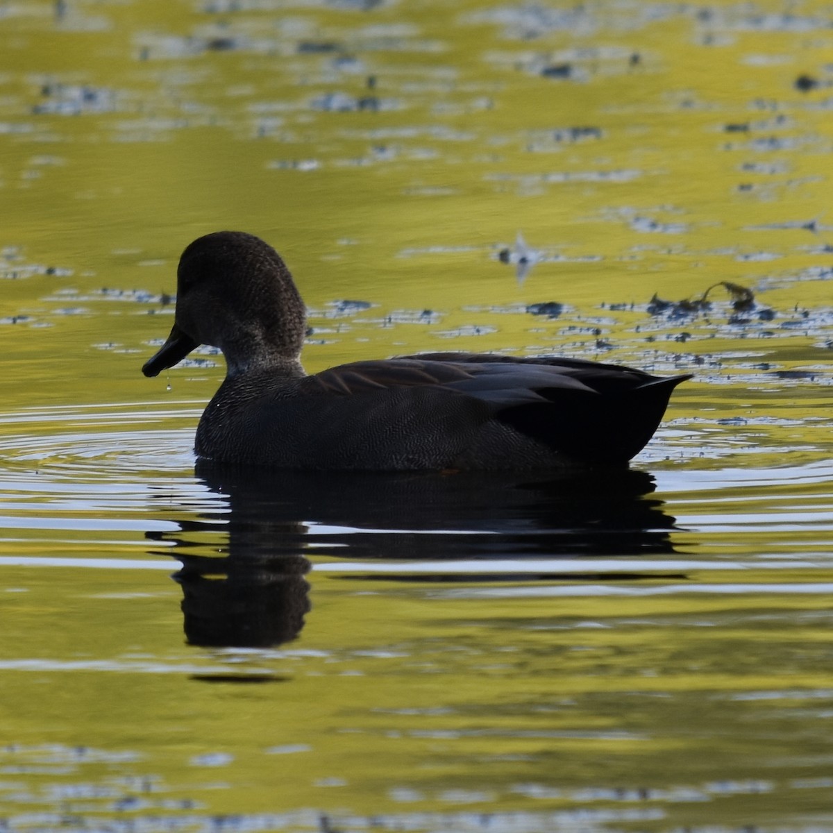 Ipar-ahatea - ML644322982