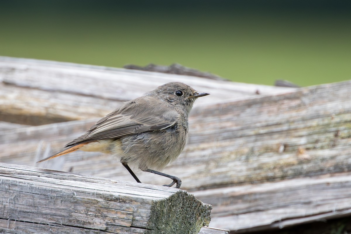 赭紅尾鴝 - ML644322987