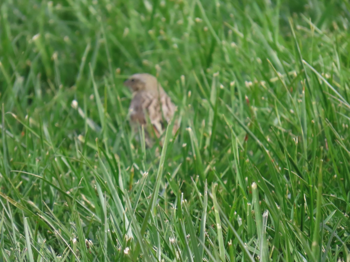 strnadec luční (ssp. princeps) - ML644322997