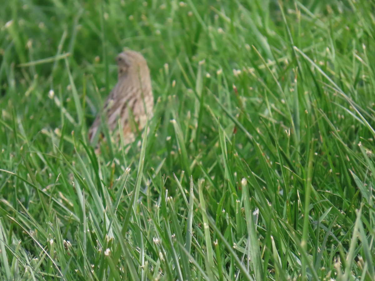 strnadec luční (ssp. princeps) - ML644322998