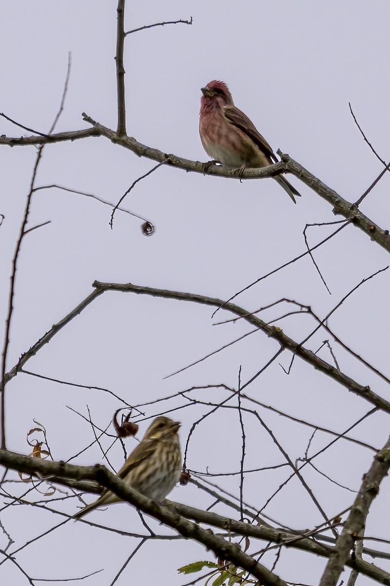 ムラサキマシコ - ML644322999