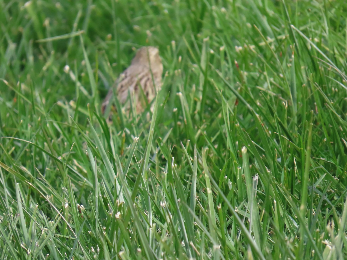 strnadec luční (ssp. princeps) - ML644323000