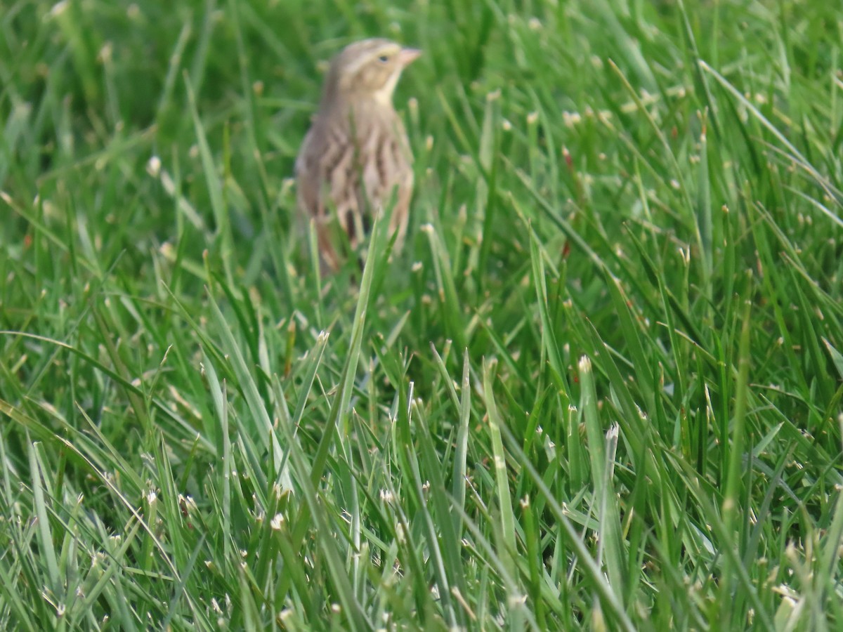 strnadec luční (ssp. princeps) - ML644323001
