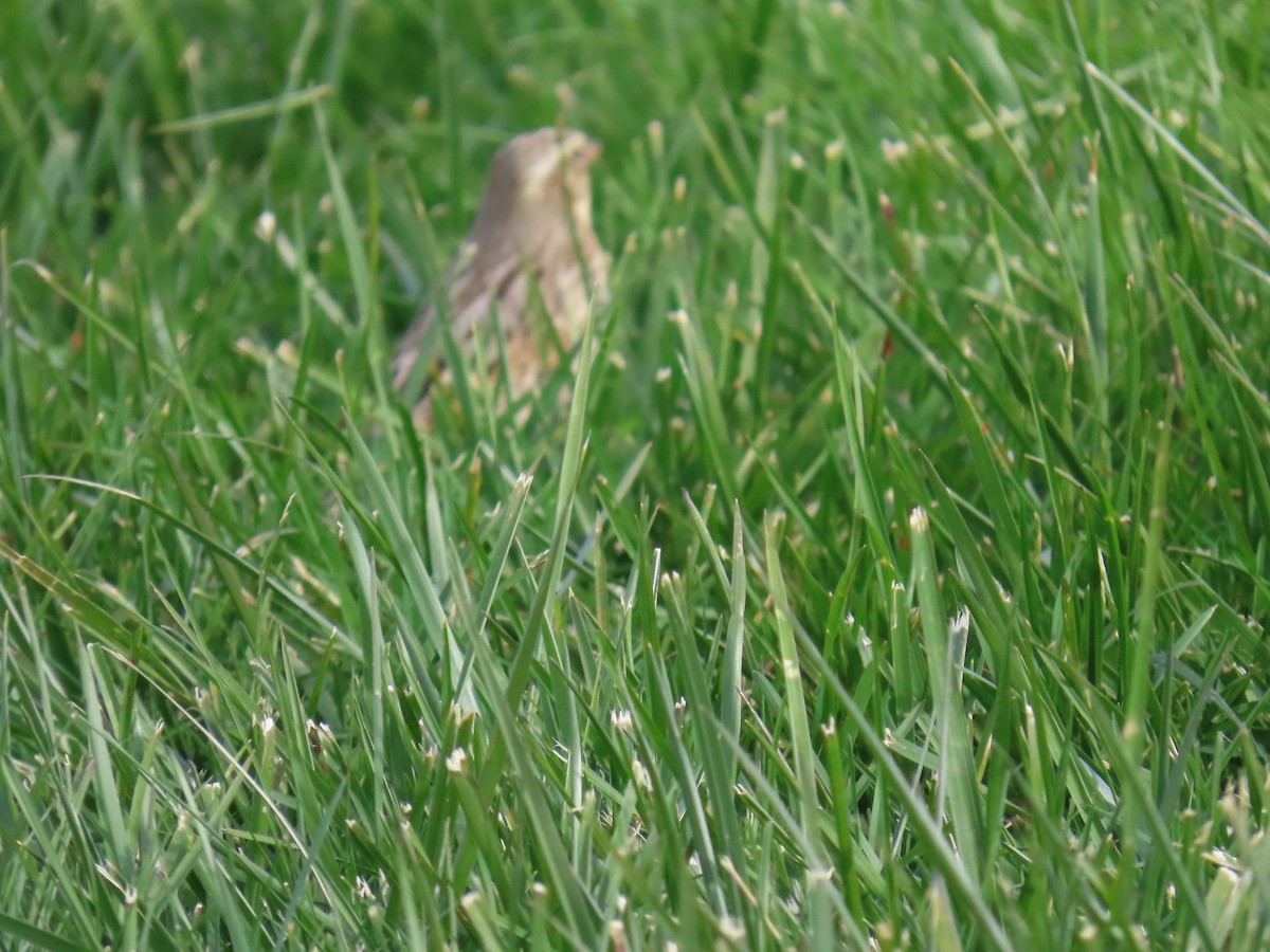 strnadec luční (ssp. princeps) - ML644323002