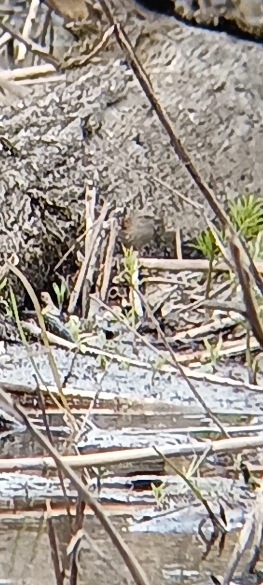 Dunnock - ML644323005