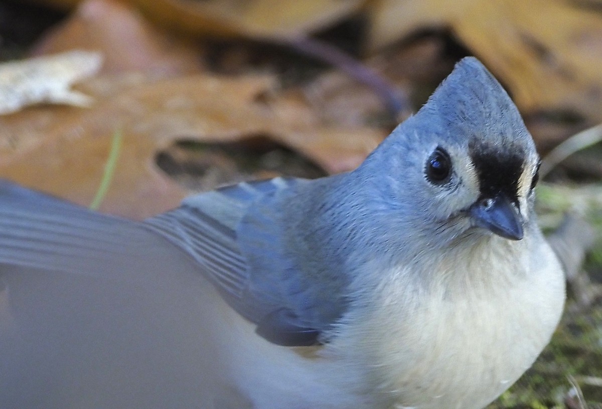 Tufted Titmouse - ML644323006