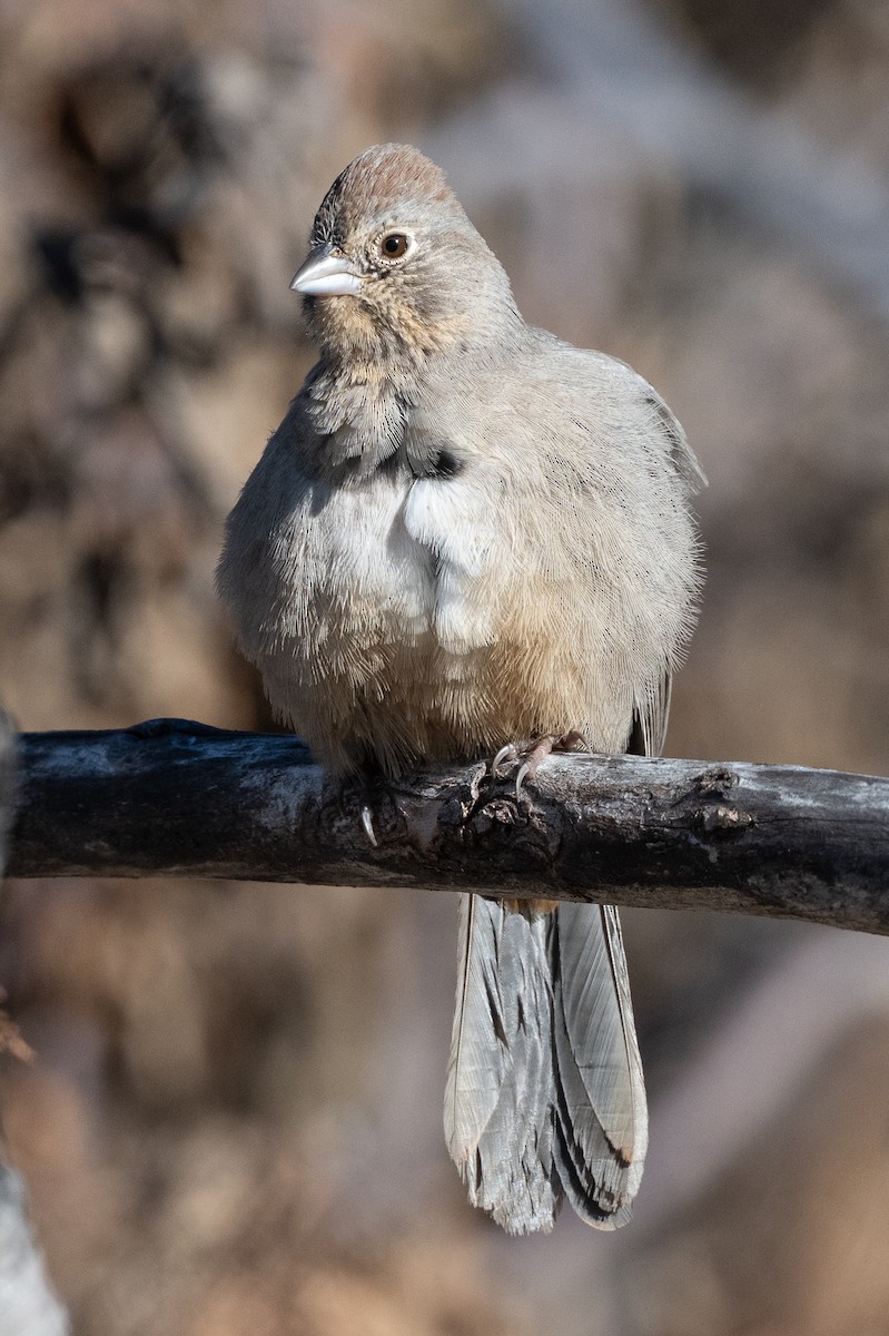 ムジトウヒチョウ - ML644323012