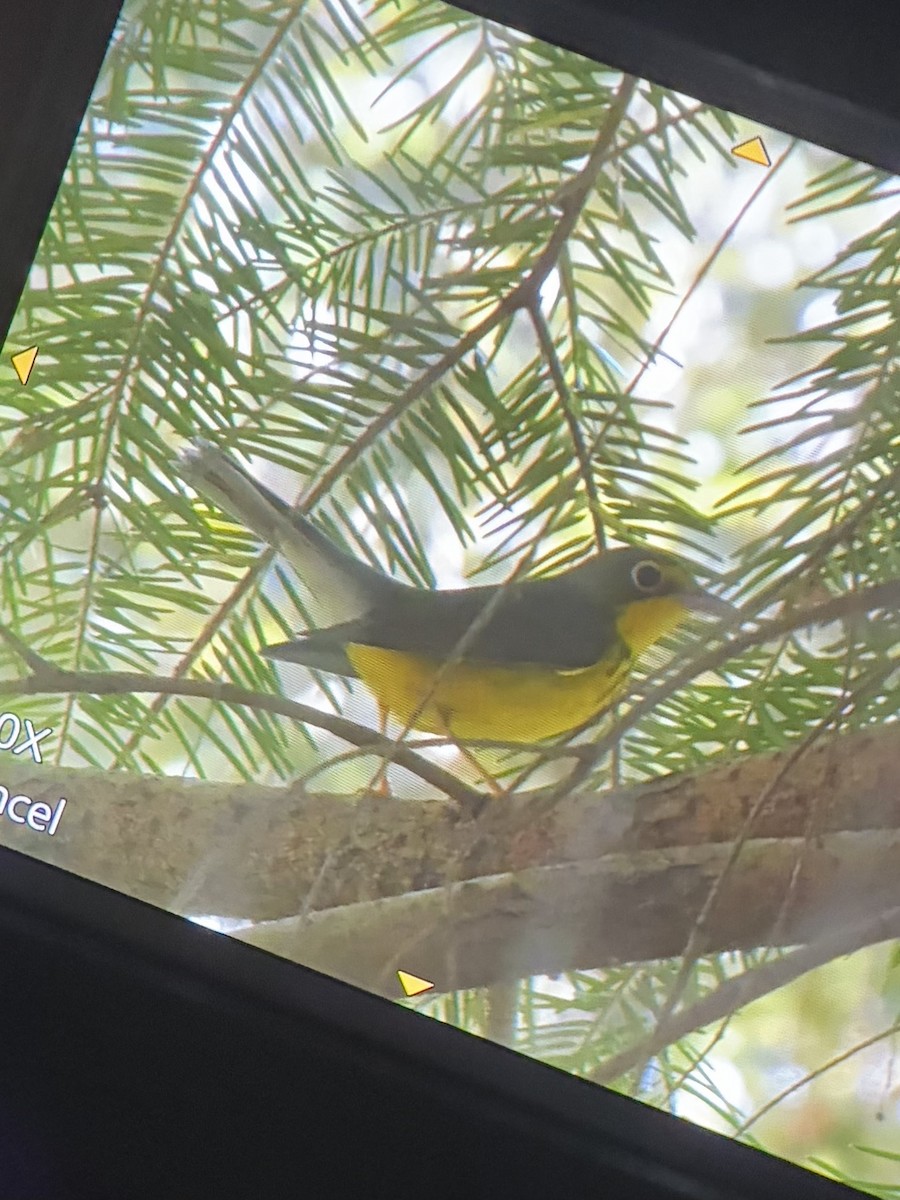 Болотянка строкатовола - ML644323014