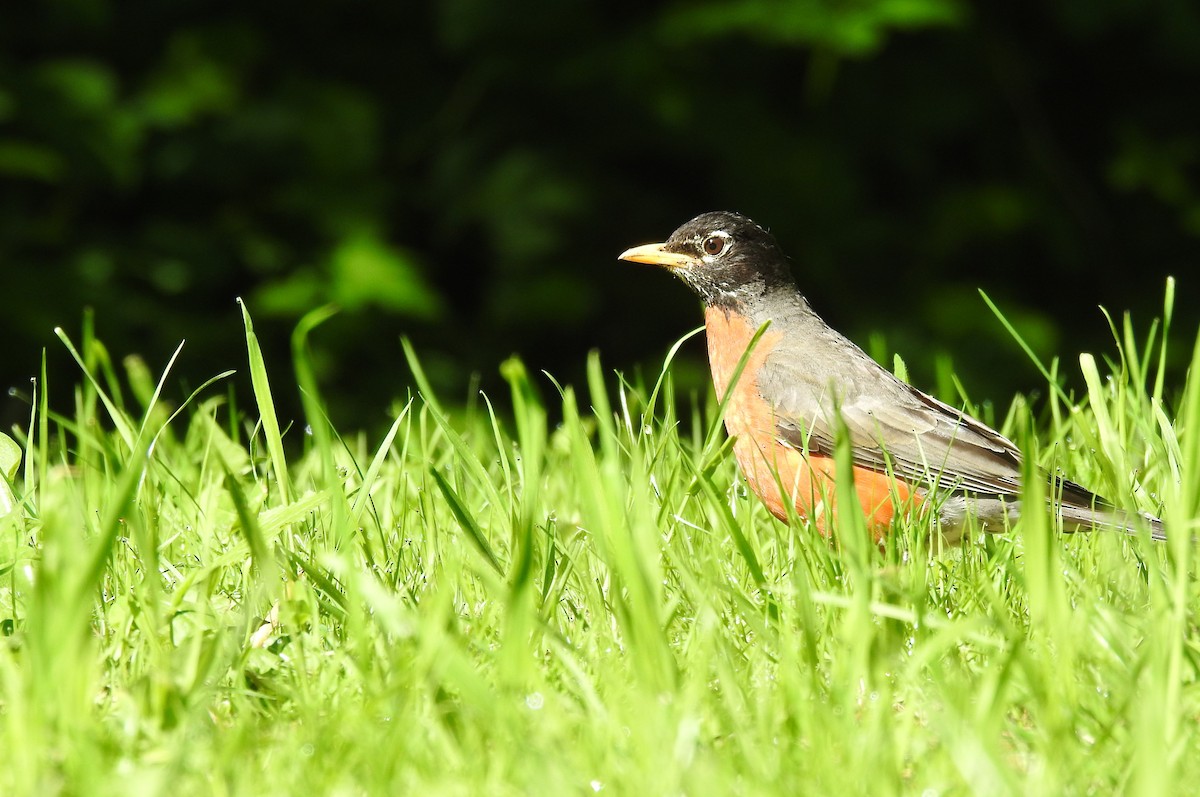 American Robin - ML644323016