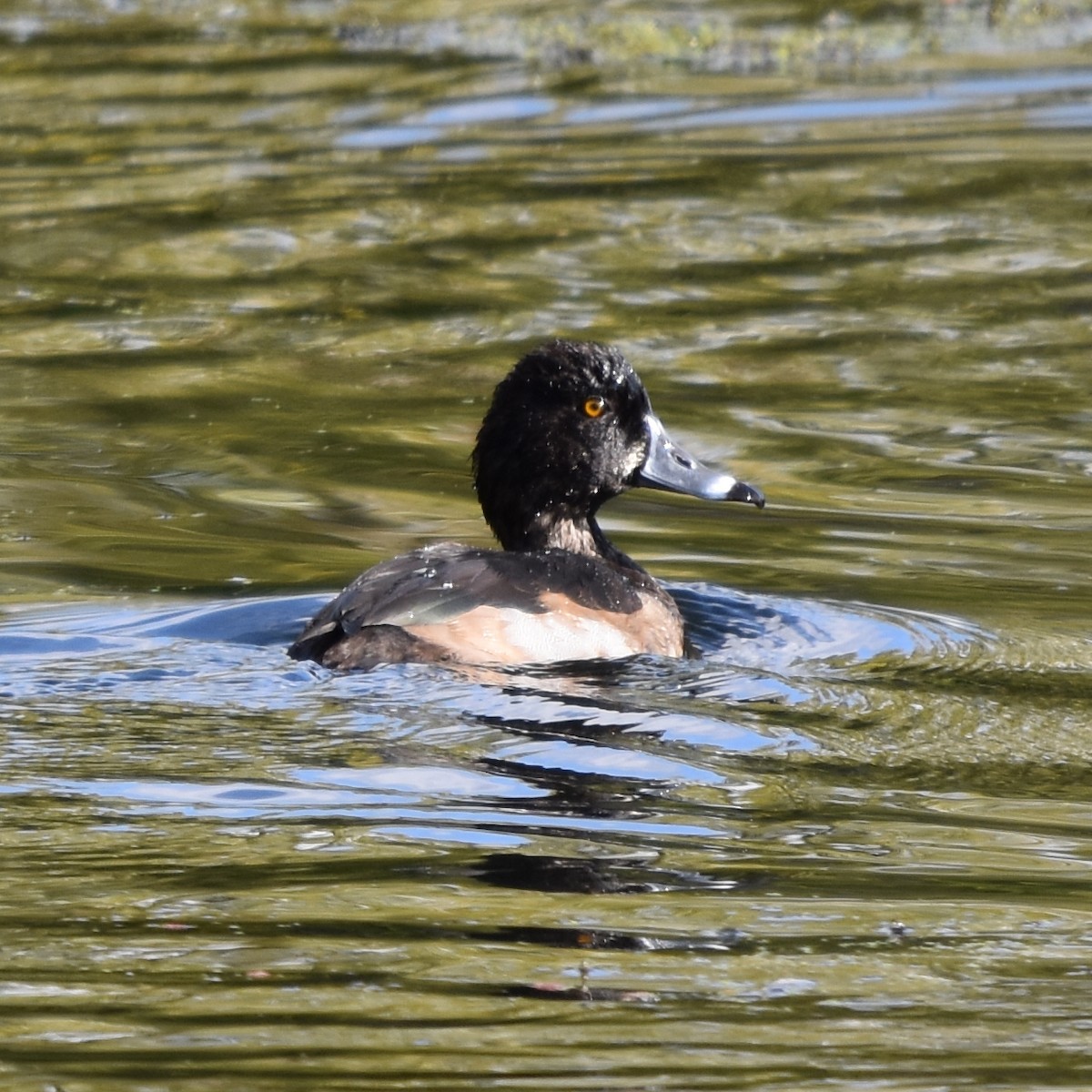 Moretta dal collare - ML644323025