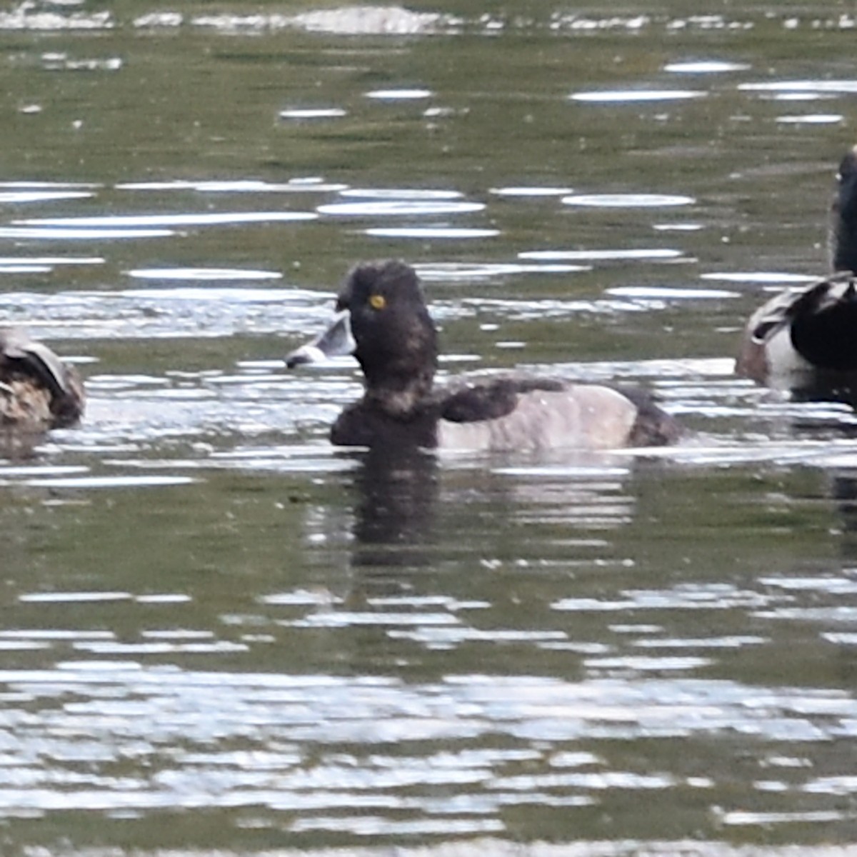 Moretta dal collare - ML644323030