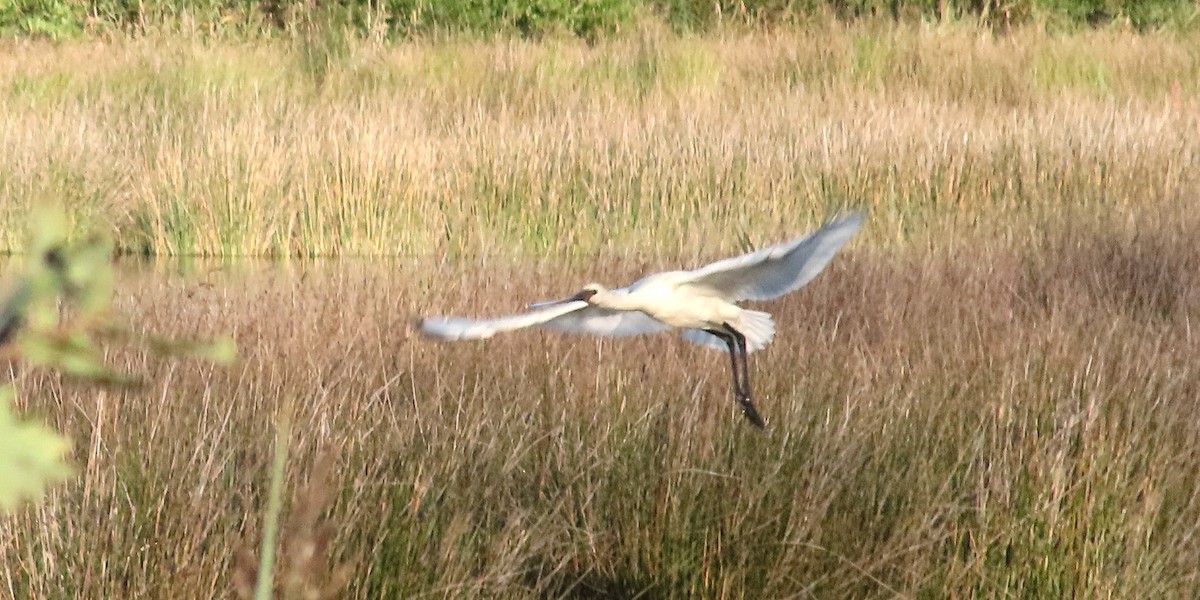 Eurasian Spoonbill - ML644323032