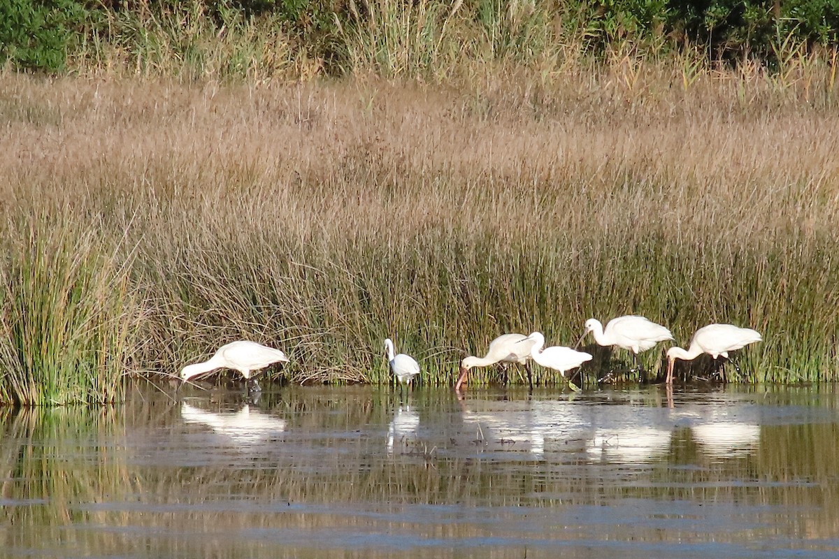 Eurasian Spoonbill - ML644323033