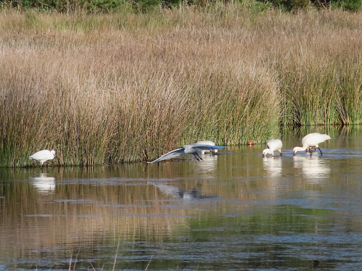 Eurasian Spoonbill - ML644323034