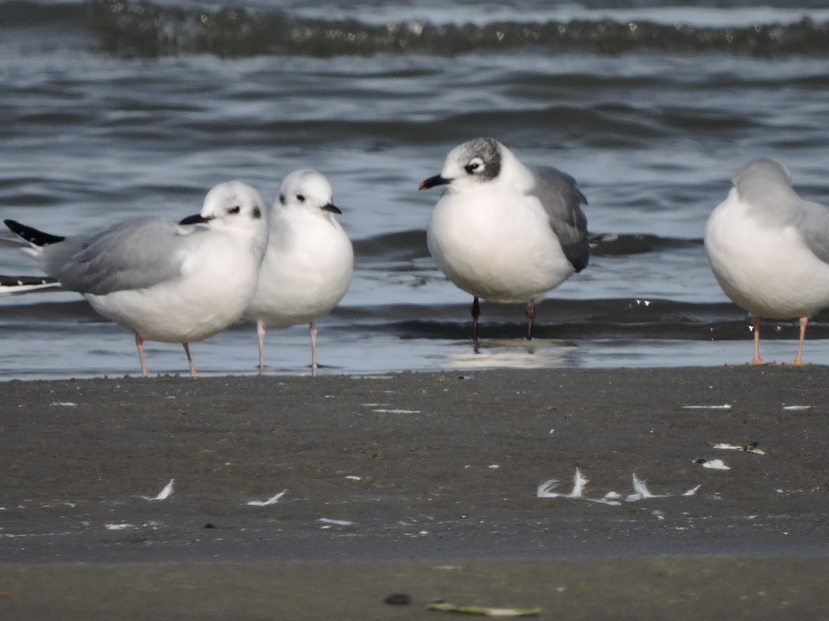 Franklin's Gull - ML644323035