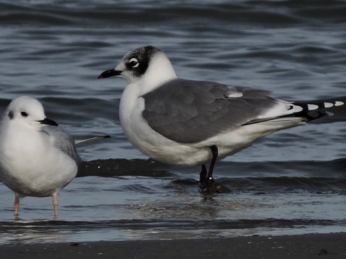Franklin's Gull - ML644323036