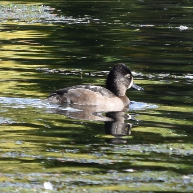 Moretta dal collare - ML644323037