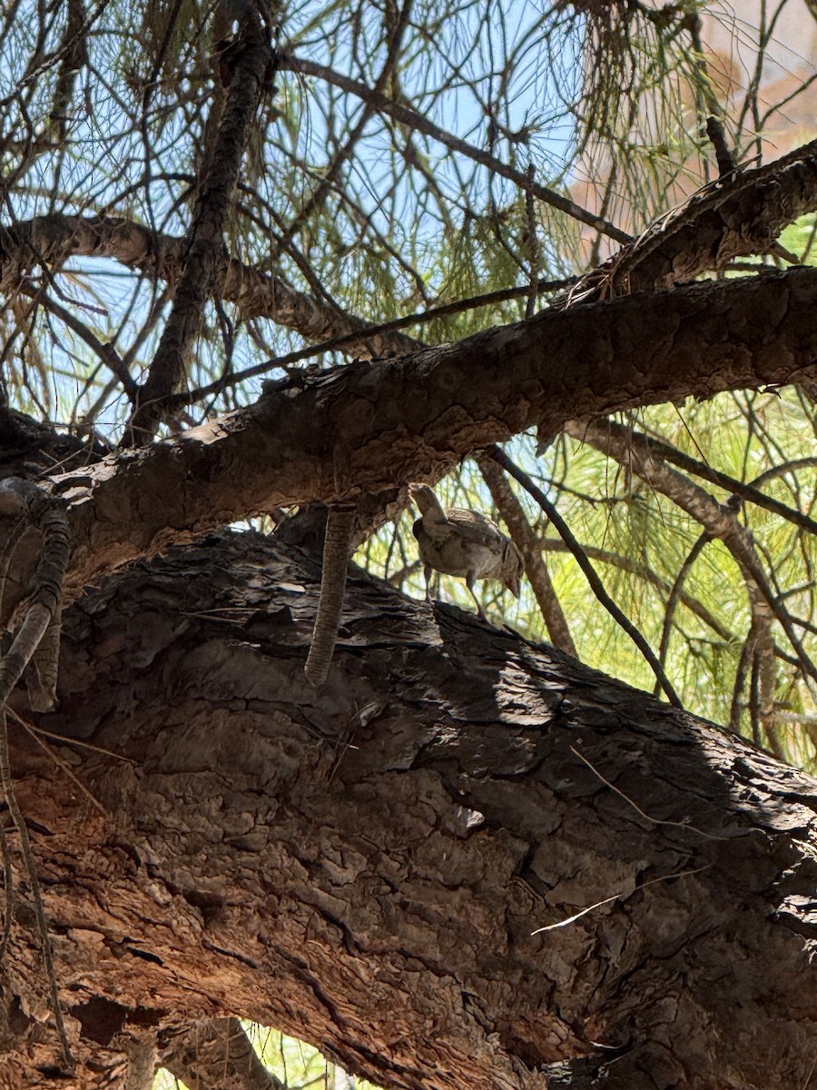 Woodchat Shrike - ML644323043