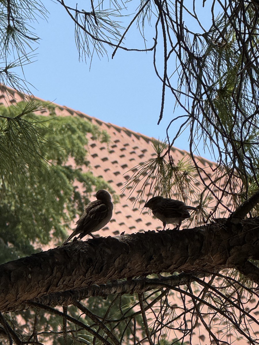 Woodchat Shrike - ML644323045