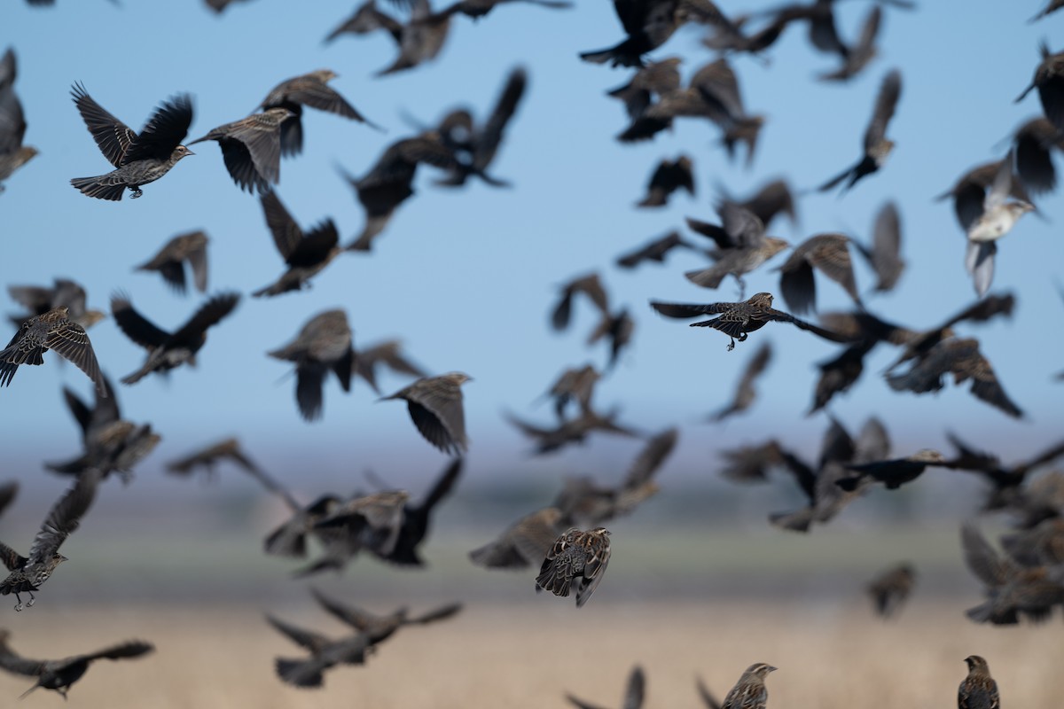 Red-winged Blackbird - ML644323047