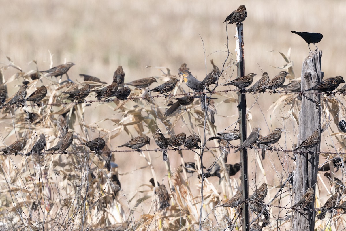Red-winged Blackbird - ML644323049